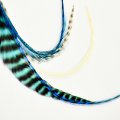 Pet Plume Originalシリーズ Turquoise